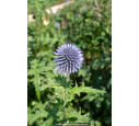 ECHINOPS ritro