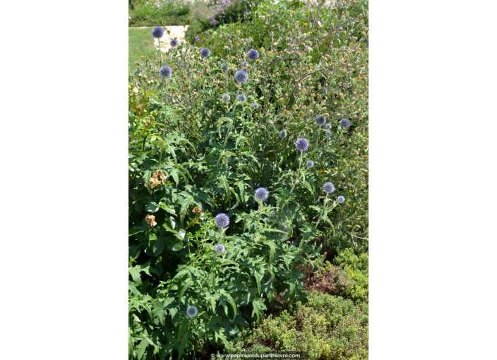 ECHINOPS ritro