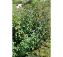 ECHINOPS ritro