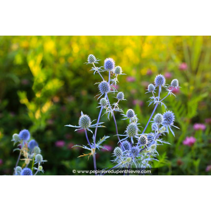 ERYNGIUM planum