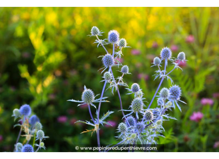 ERYNGIUM planum