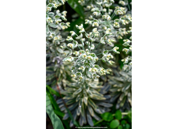 EUPHORBIA characias 'Silver Swan'