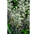 EUPHORBIA characias 'Silver Swan'