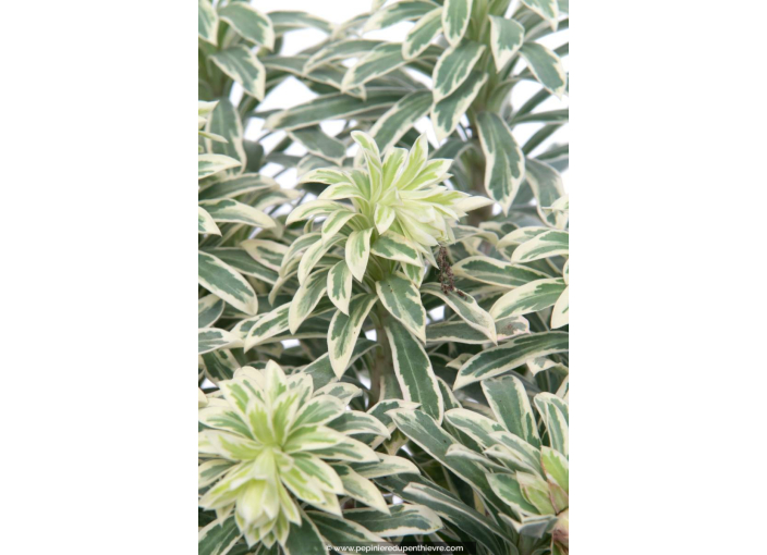 EUPHORBIA characias 'Silver Swan'