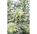 EUPHORBIA characias 'Silver Swan'
