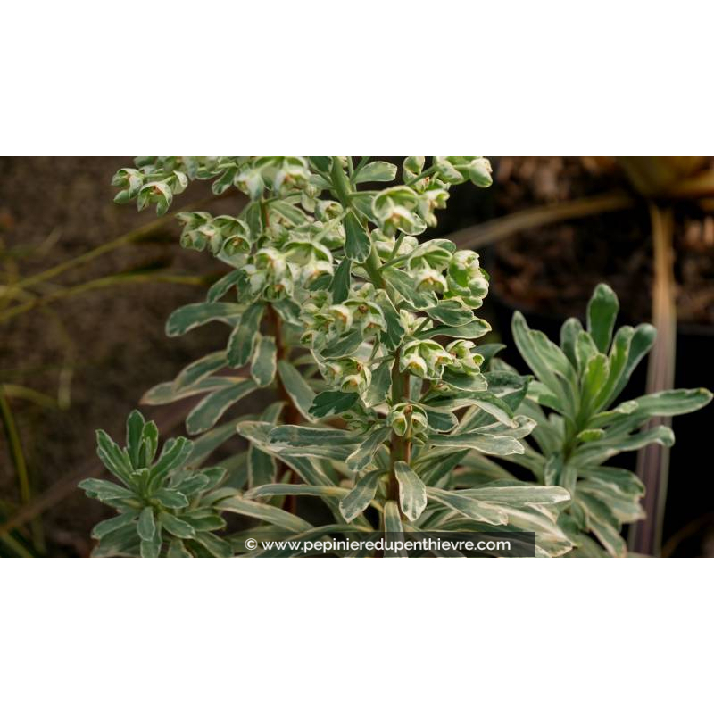 EUPHORBIA characias 'Silver Swan'