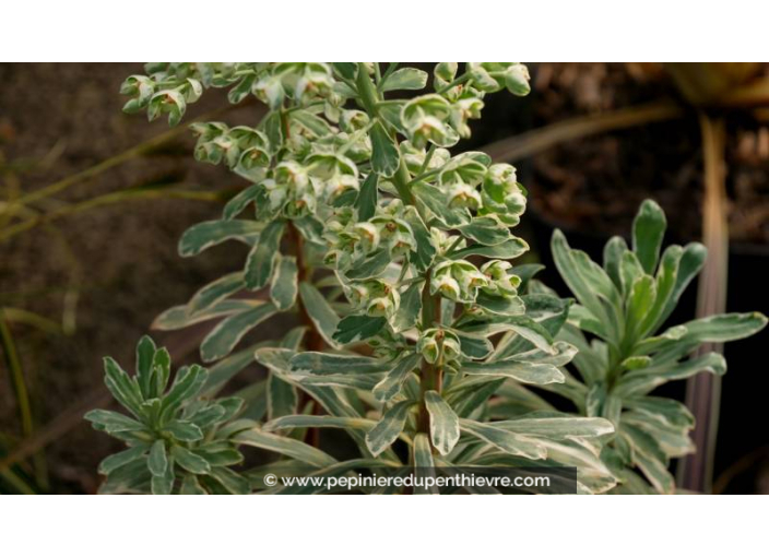 EUPHORBIA characias 'Silver Swan'