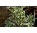 EUPHORBIA characias 'Silver Swan'