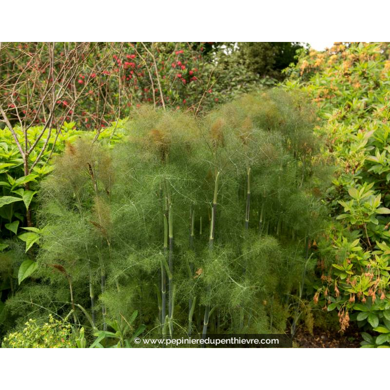 FOENICULUM vulgare 'Purpureum'