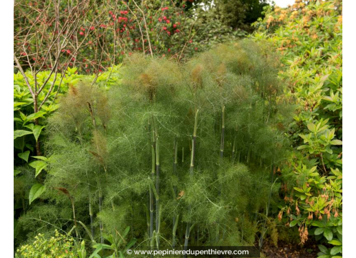 FOENICULUM vulgare 'Purpureum'