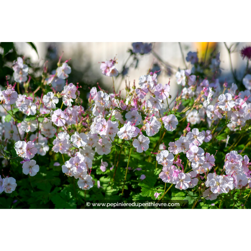 GERANIUM cantabrigiense 'Biokovo'