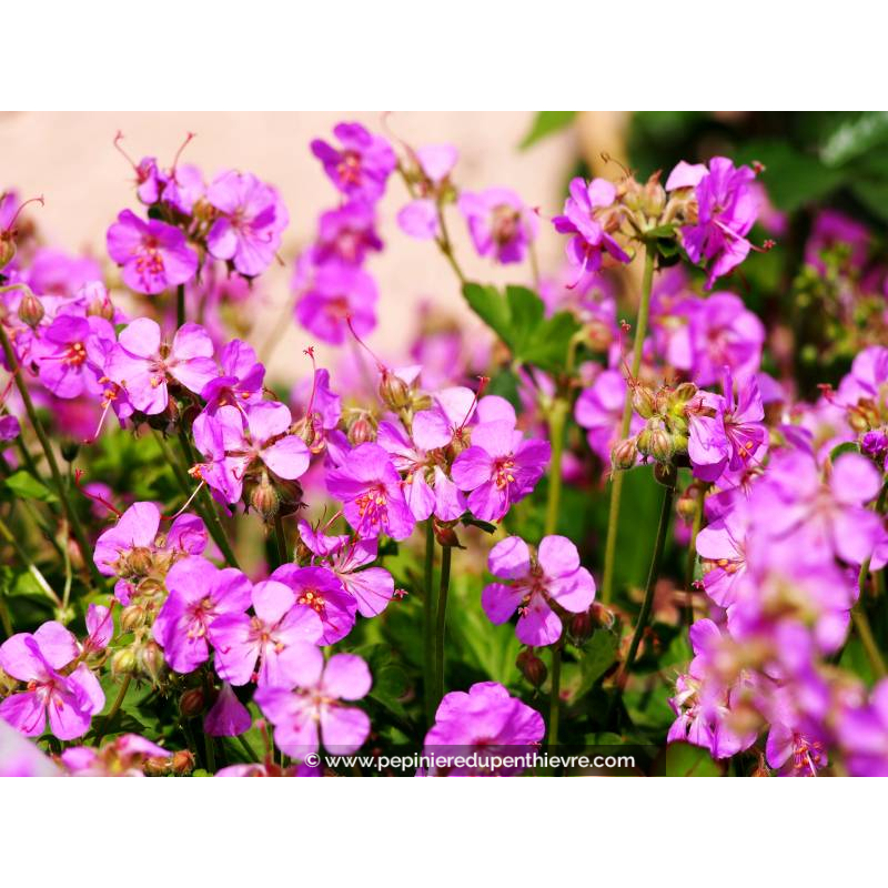 GERANIUM cantabrigiense 'Cambridge'