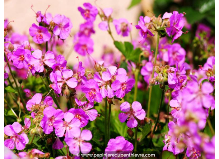 GERANIUM cantabrigiense 'Cambridge'