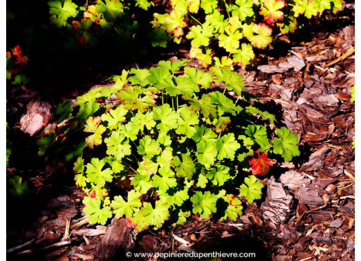 GERANIUM cantabrigiense 'Cambridge'