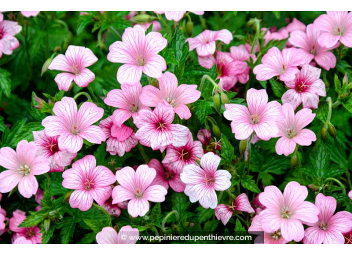GERANIUM endressii