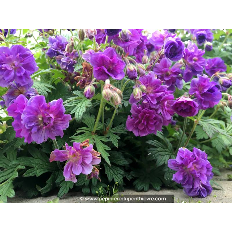 GERANIUM himaleyense 'Plenum'