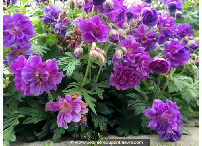 GERANIUM himaleyense 'Plenum'