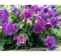 GERANIUM himaleyense 'Plenum'