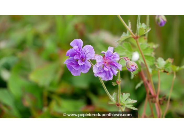 GERANIUM himaleyense 'Plenum'