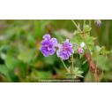 GERANIUM himaleyense 'Plenum'