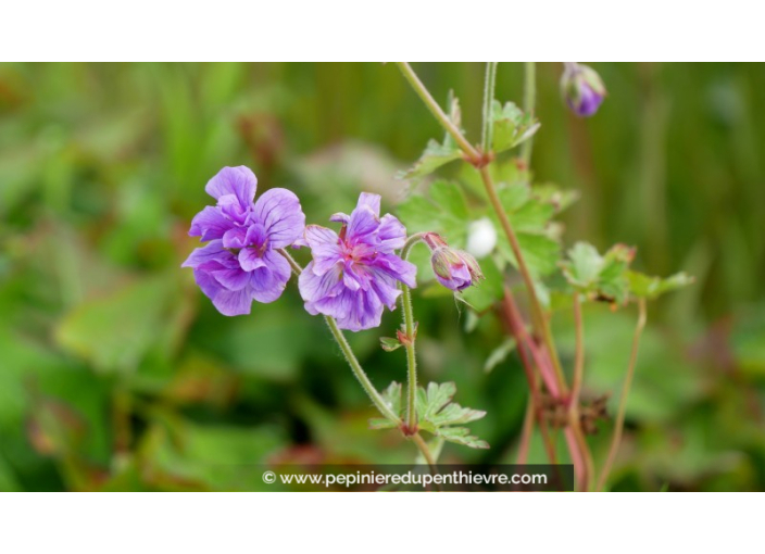GERANIUM himaleyense 'Plenum'