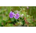 GERANIUM himaleyense 'Plenum'
