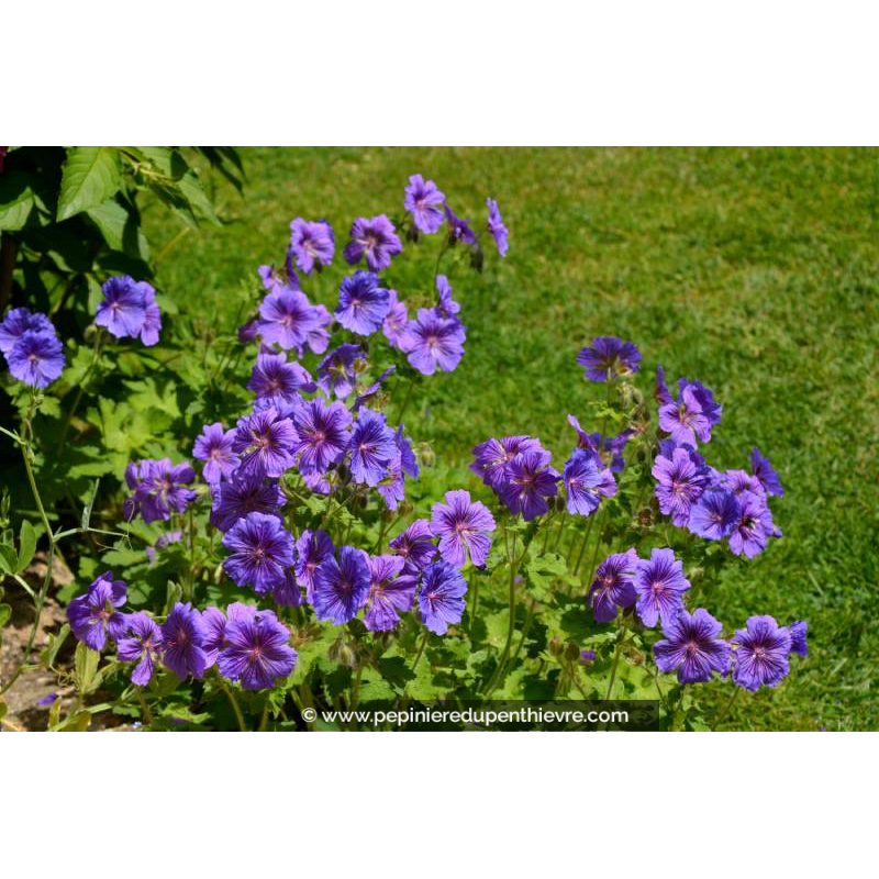 GERANIUM magnificum 'Rosemoor'