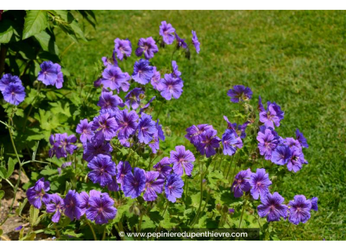 GERANIUM magnificum 'Rosemoor'