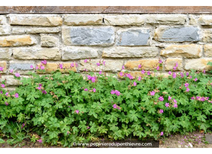 GERANIUM macrorrhizum