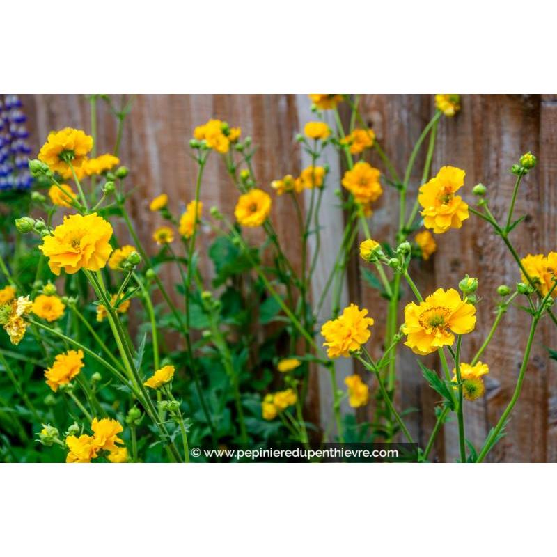 GEUM chiloense 'Lady Stratheden'