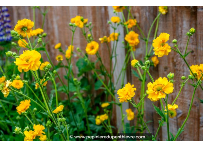 GEUM chiloense 'Lady Stratheden'