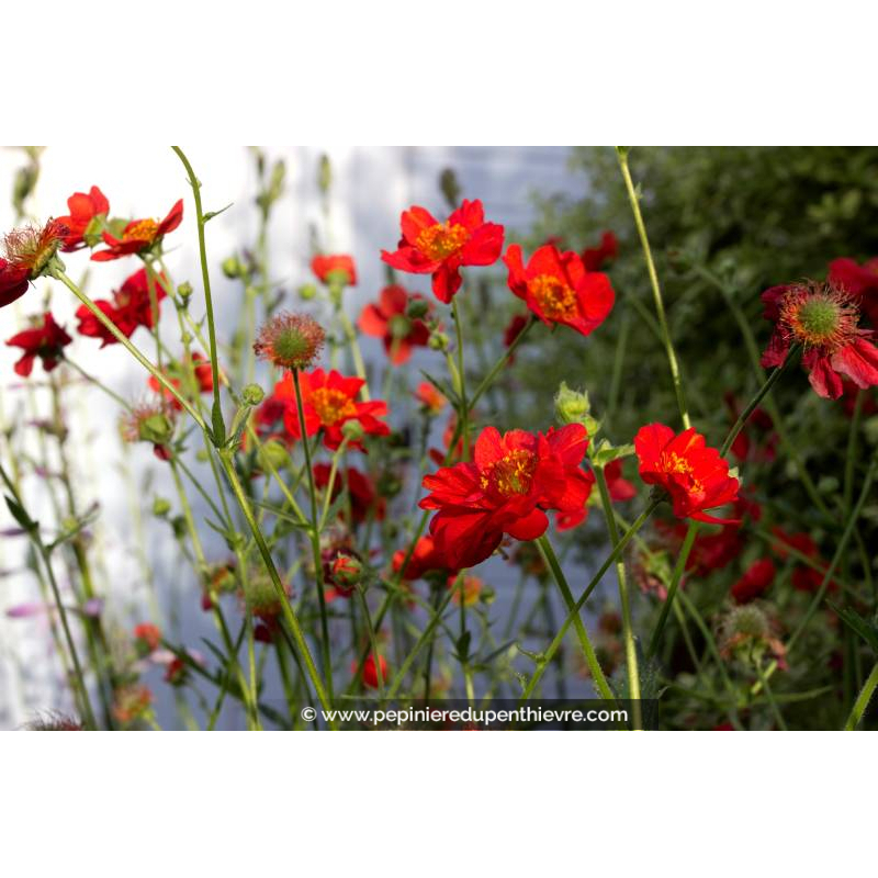 GEUM chiloense 'Mrs. Bradshaw'