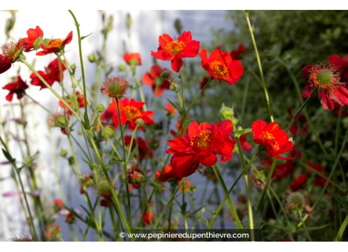 GEUM chiloense 'Mrs. Bradshaw'
