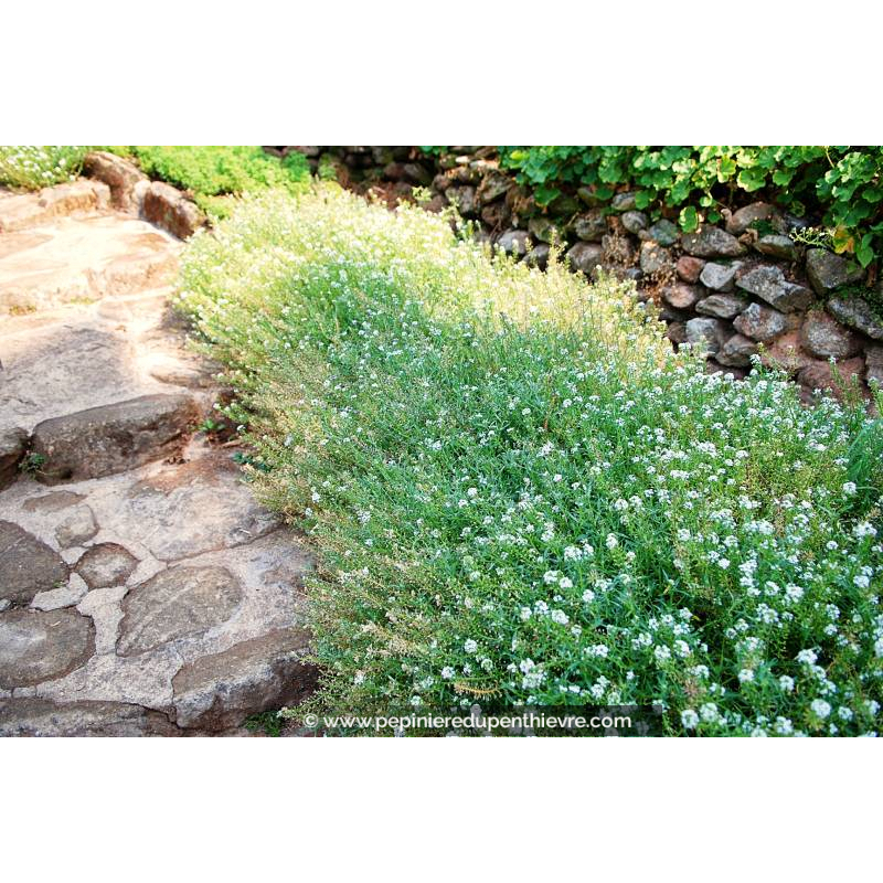 GYPSOPHILA paniculata 'Bristol Fairy'