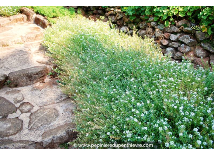 GYPSOPHILA paniculata 'Bristol Fairy'