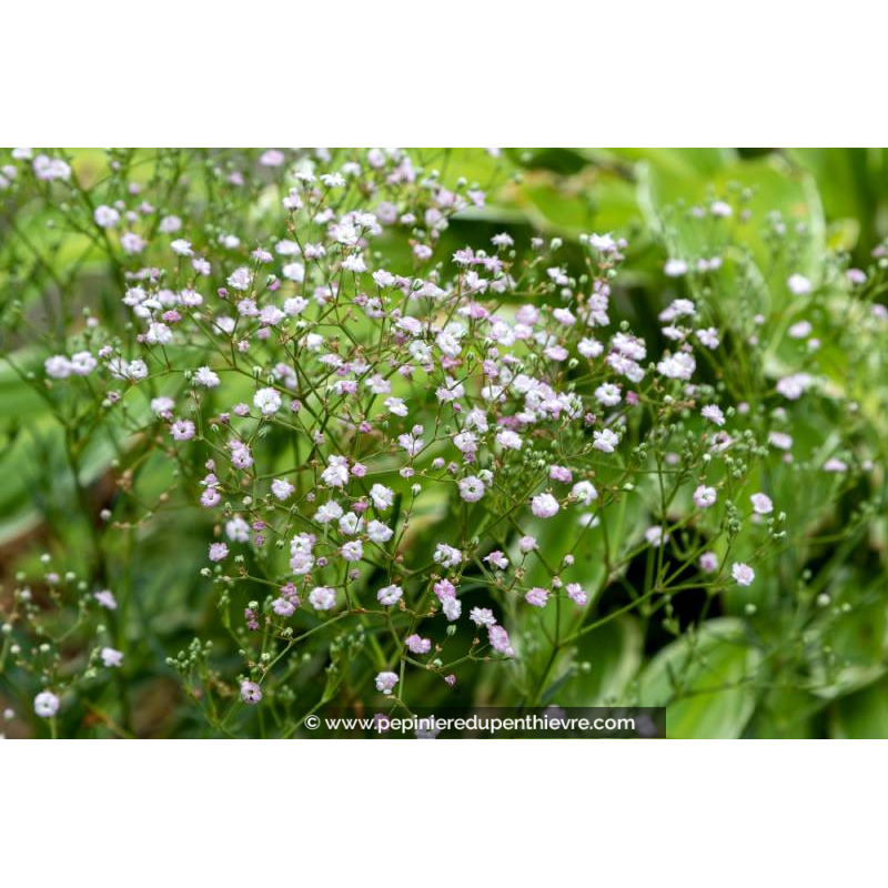 GYPSOPHILA paniculata 'Flamingo'