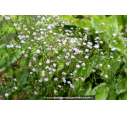 GYPSOPHILA paniculata 'Flamingo'