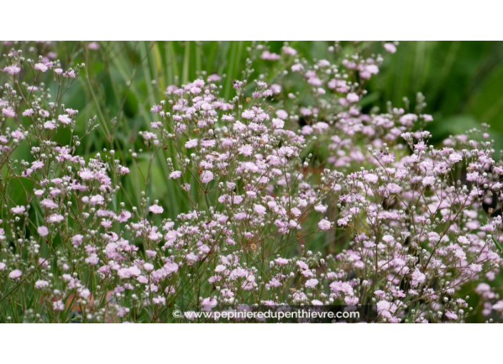 GYPSOPHILA paniculata 'Flamingo'