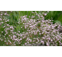 GYPSOPHILA paniculata 'Flamingo'