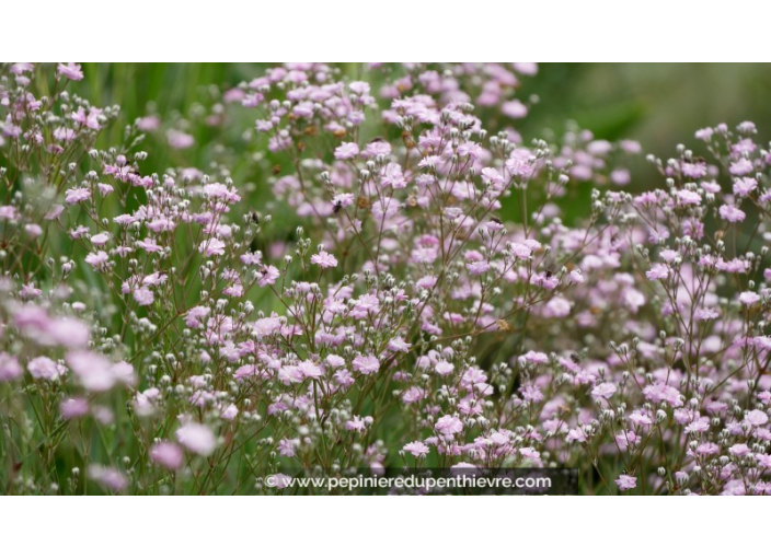 GYPSOPHILA paniculata 'Flamingo'
