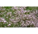 GYPSOPHILA paniculata 'Flamingo'