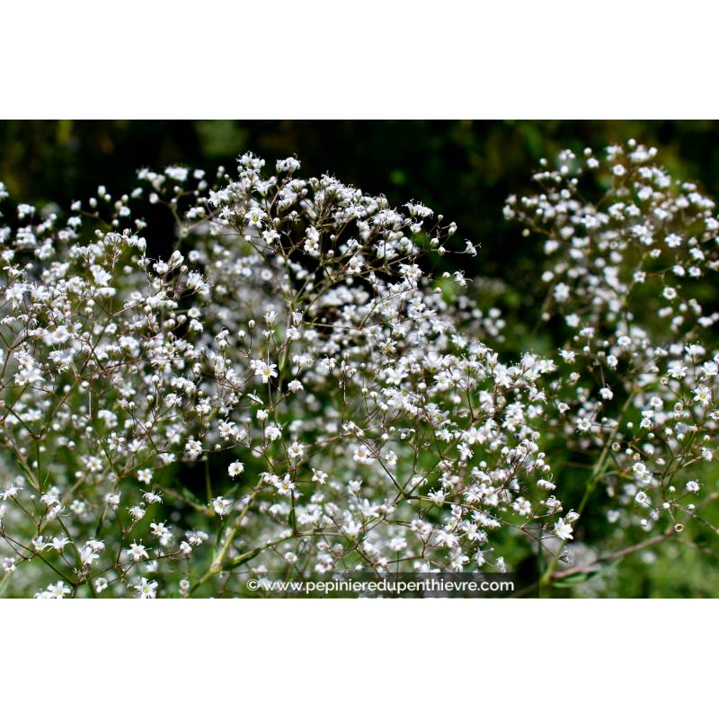 GYPSOPHILA paniculata 'Schneeflocke'