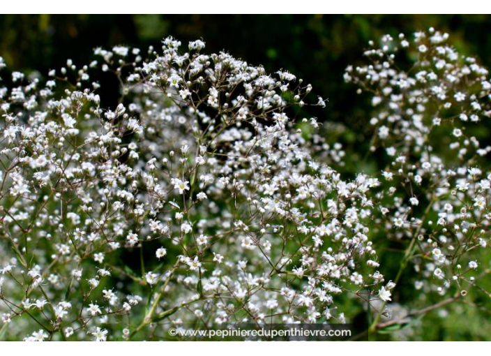 GYPSOPHILA paniculata 'Schneeflocke'
