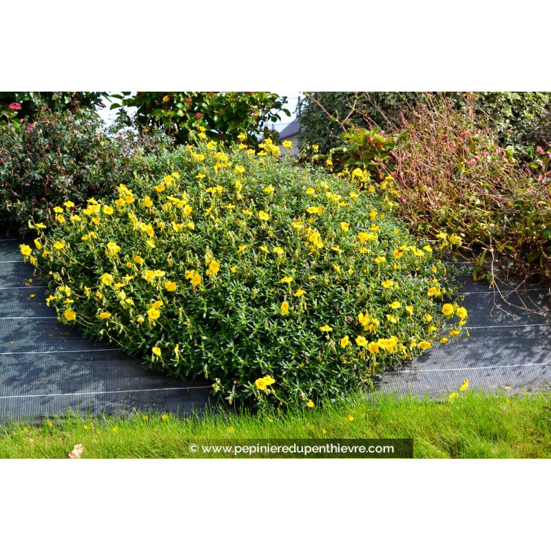 HELIANTHEMUM 'Golden Queen'