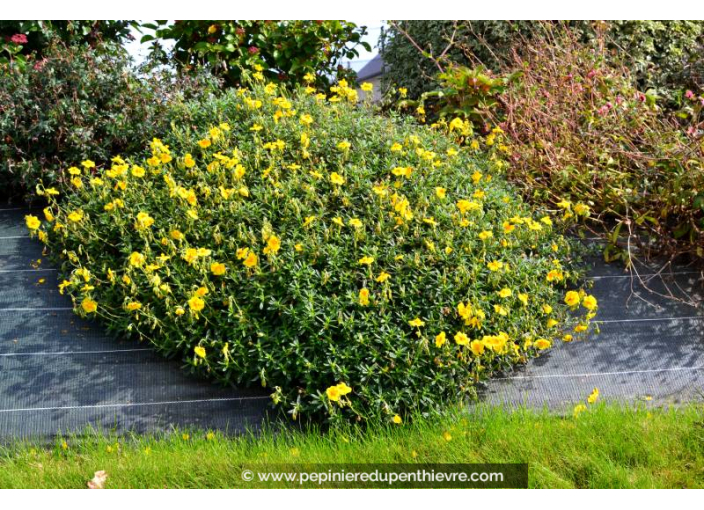 HELIANTHEMUM 'Golden Queen'