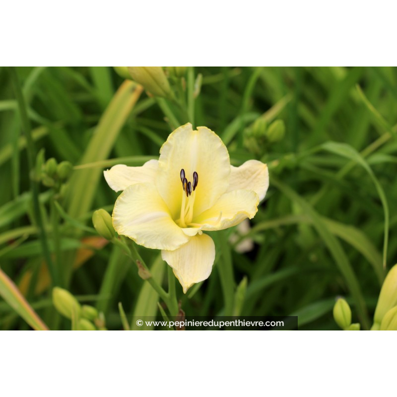 HEMEROCALLIS 'Arctic Snow'