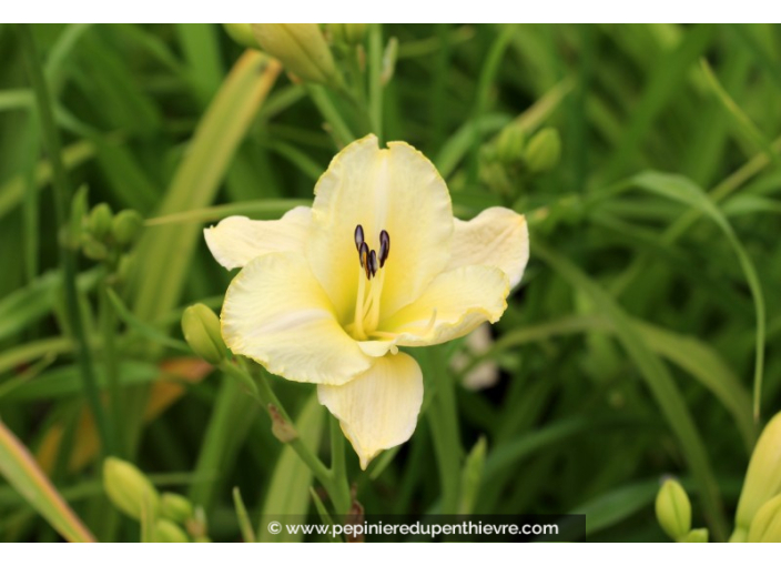 HEMEROCALLIS 'Arctic Snow'