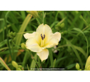 HEMEROCALLIS 'Arctic Snow'