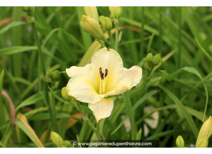 HEMEROCALLIS 'Arctic Snow'