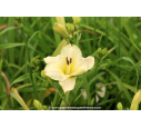 HEMEROCALLIS 'Arctic Snow'